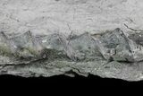 Archimedes Screw Bryozoan Fossil - Illinois #74312-1